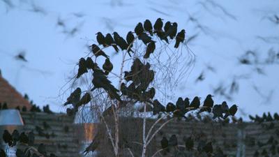 Saatkrähen nisten in großen Kolonien – gern gesehen sind die schwarzen Vogelgruppen zumindest in Norddeutschland nicht.