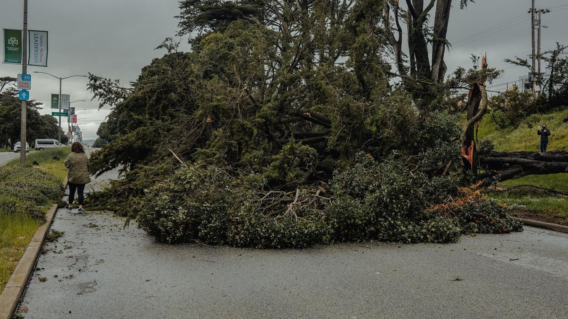 In San Francisco sind laut Behörden über 700 Bäume umgestürzt oder beschädigt worden.