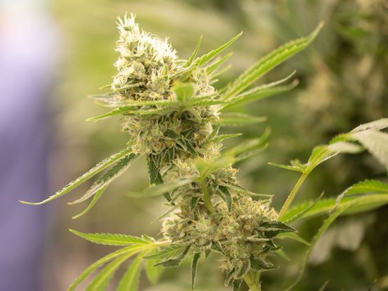 Cannabispflanzen in einem Blüteraum eines Pharmaunternehmens. Nach Plänen der Ampel-Regierung sollen künftig der Besitz von bis zu 25 Gramm Cannabis straffrei sein.