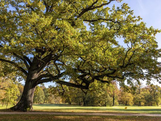 Eine Eiche „reckt“ im Fürst-Pückler-Park in Bad Muskau einen langen Ast über eine Wiese. Auf jeden Menschen in Deutschland kommen geschätzt ganz grob 1000 Bäume.