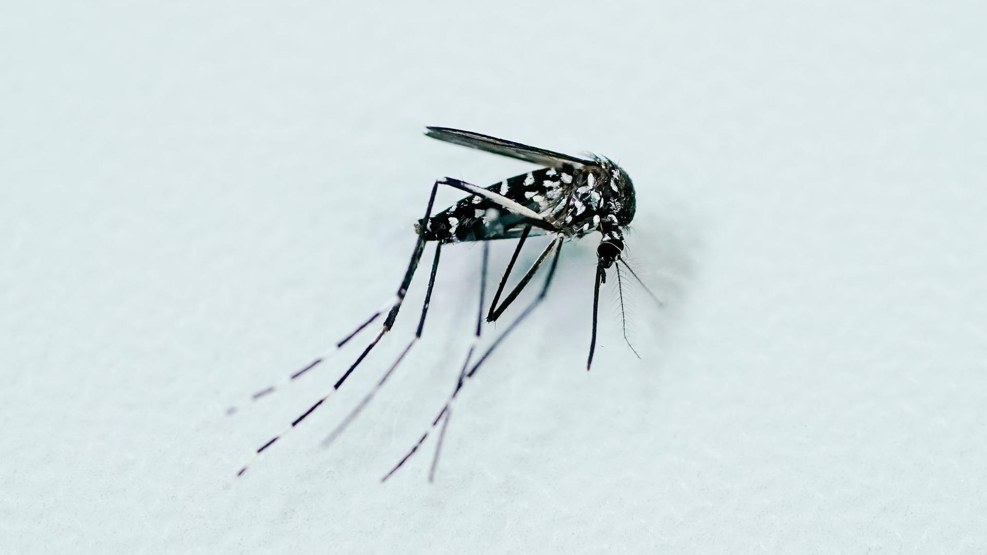 Tigermücken können Infektionskrankheiten übertragen.