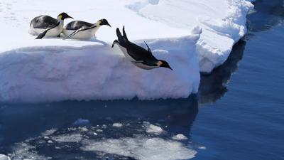 Kaiserpinguine in der Antarktis.