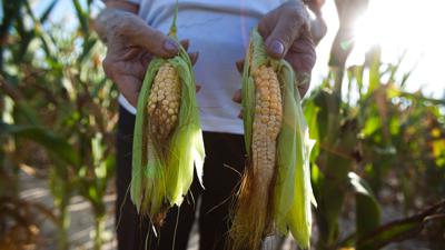 Bei ungünstigen Großwetterlagen hat es im Zeitraum 1960 bis 2014 in Ostasien bis zu sieben Prozent weniger Weizen und Mais in der Region gegeben.