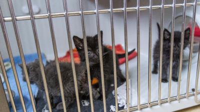 Katzenbabys sind in einem Quarantänebereich des Tierheims Lahr in einem Zwinger untergebracht.