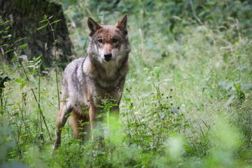 Ein ausgewachsener weiblicher Wolf steht auf einer Wiese.