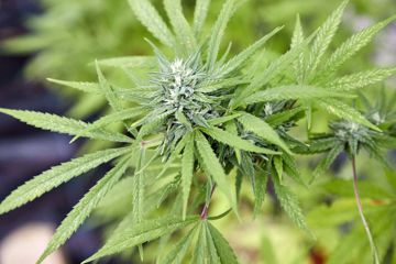 Zum 1. April soll in Deutschland das Gesetz zur Legalisierung von Cannabis in Kraft treten.