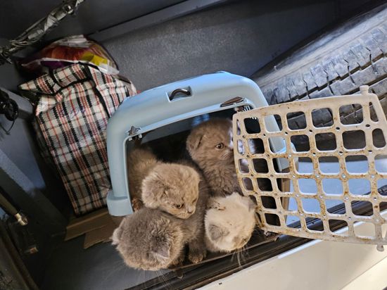 Bundespolizisten fanden Katzenbabys dicht gedrängt in Transportboxen im Kofferraum eines Reisebusses.