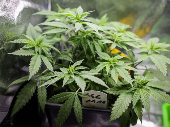 Die Teillegalisierung von Cannabis für Erwachsene steht am Freitag auf der Tagesordnung des Bundesrats.