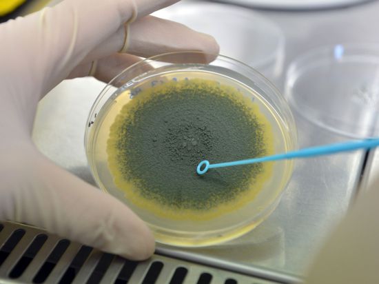 Giftbildende Schimmelpilzkulturen befinden sich in einer Petrischale.