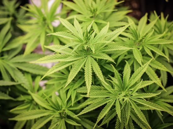 Das Cannabis-Gesetz hat den Bundesrat passiert. Die Union appelliert an den Bundespräsidenten, es nicht zu unterzeichnen.