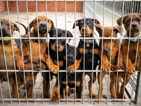 Viele deutsche Tierheime sind überfüllt, manche haben sogar einen Aufnahmestopp verhängt.