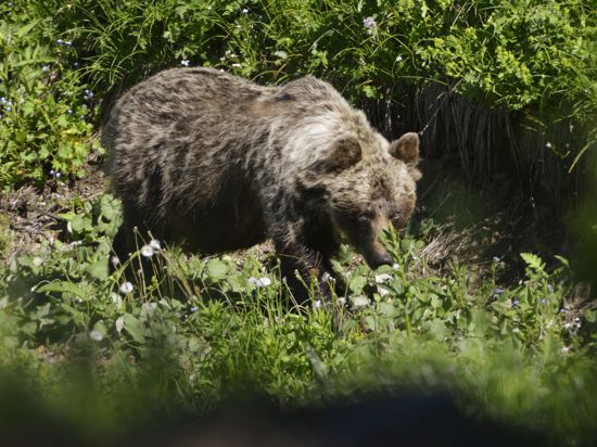 In den slowakischen Wäldern leben nach WWF-Angaben rund 1200 Braunbären.
