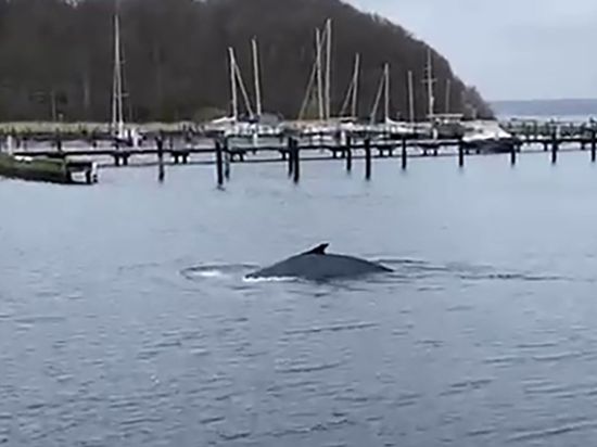Vor einigen Tagen ist in der Flensburger Förde ein Buckelwal gesichtet worden.