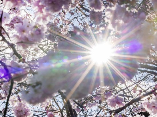 Sonnenstrahlen scheinen durch Blüten der Winterkirsche (Higankirsche): In den nächsten Tagen droht eine intensive UV-Strahlung.