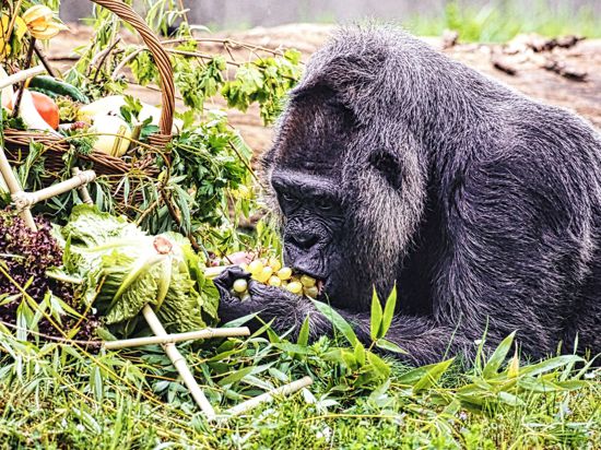 Gorilla Fatou feiert ihren 67. Geburtstag im Zoo Berlin.