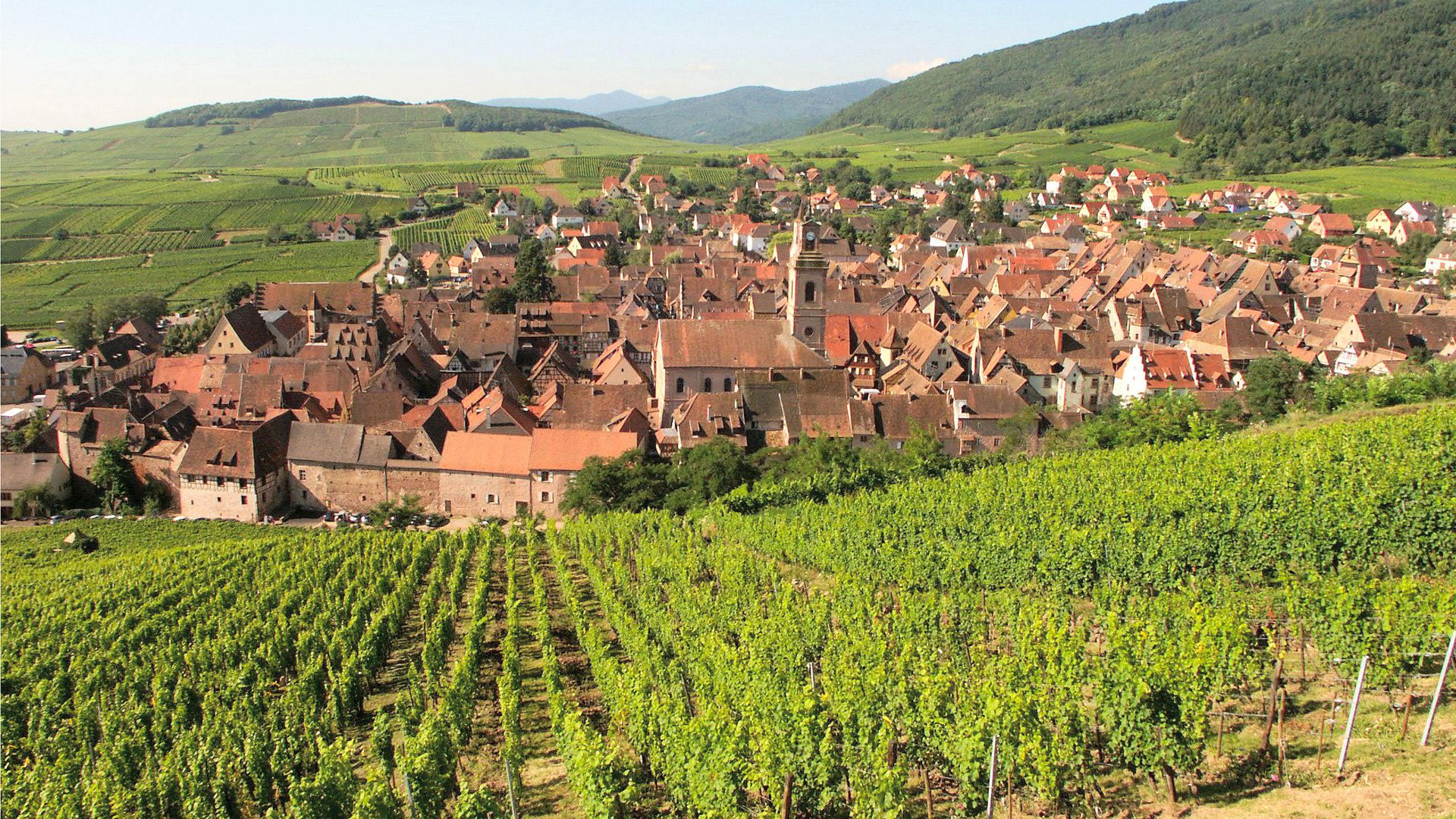 Inbegriff der Elsässischen Weinstraße: Sanft-hügelige Landschaft mit Rebenmeeren soweit das Auge reicht, dazu typische Dörfer wie etwa Riquewihr.
