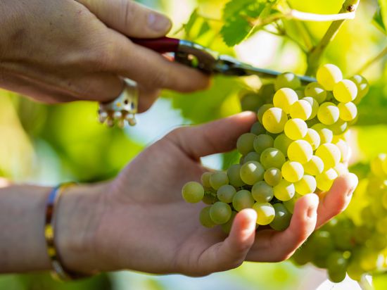 Ausgedehnte Großlagen: Aus der Pfalz kommen 23 Prozent des deutschen Weines. Die Erzeuger diskutieren jedoch noch, wie mit dem neuen Weinrecht umzugehen ist.