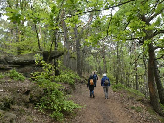 Drei Wanderer gehen an der Ringwallanlage Heidenschuh vorbei durch den Wald.