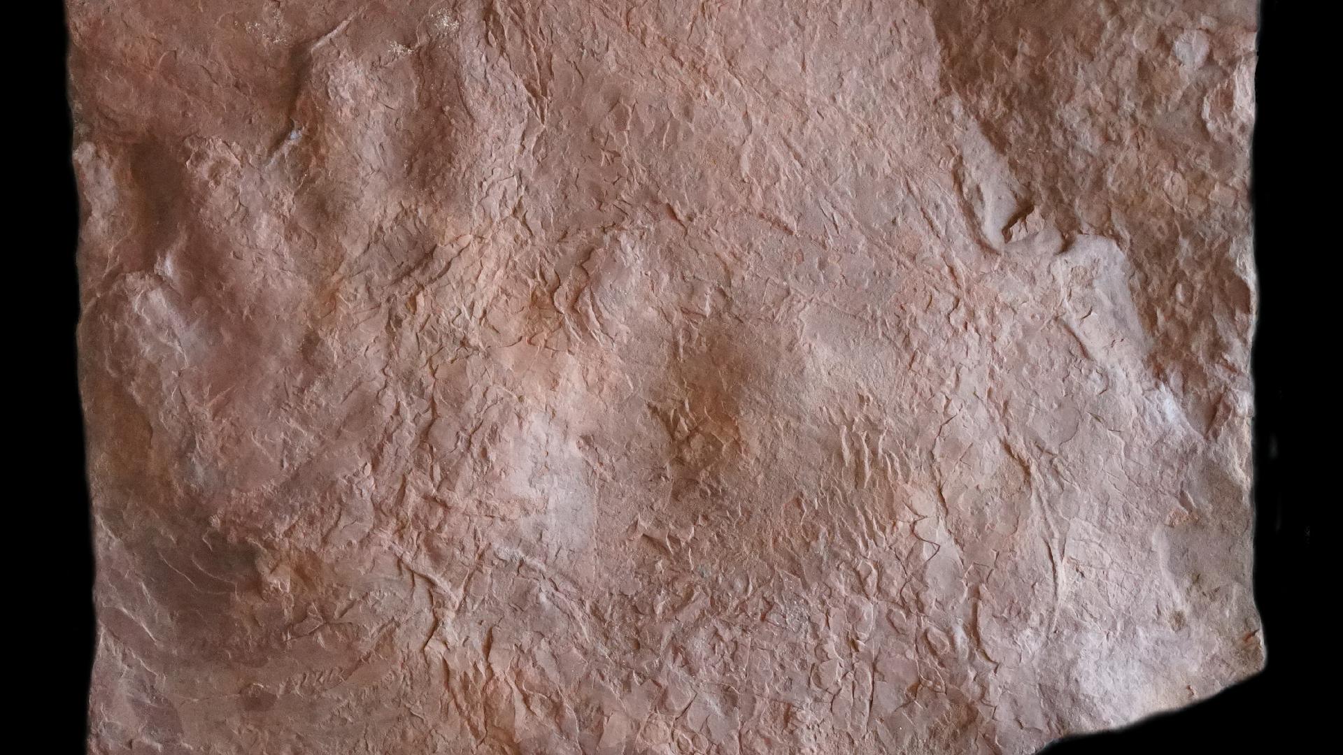 Lag einfach neben dem Wanderweg: Diesen Fußabdruck eines Ursauriers fand ein pensionierter Geologe im Pfälzerwald.