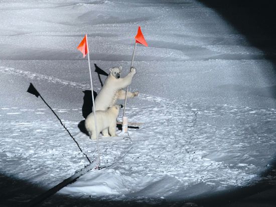 Neugierige Besucher im arktischen Forschungscamp: Eine Eisbärenmutter und ihr Bärenkind interessieren sich für Fähnchen in der Umgebung des Eisbrechers „Polarstern“. 