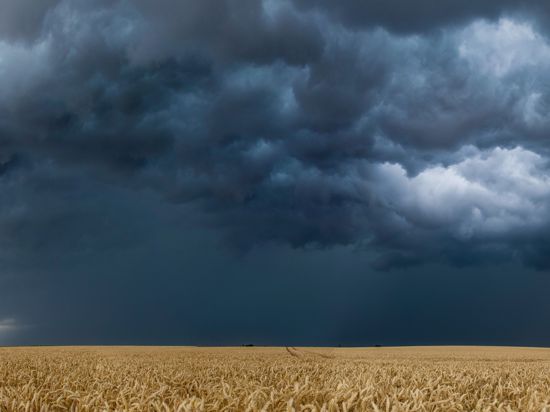 Dichte Gewitterwolken ziehen über ein Weizenfeld. +++ dpa-Bildfunk +++