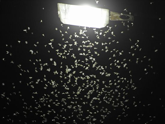 Eintagsfliegen schwirren unter einer Straßenlaterne. Die Aufhellung des Nachthimmels durch künstliche Lichtquellen wird als Lichtverschmutzung bezeichnet.