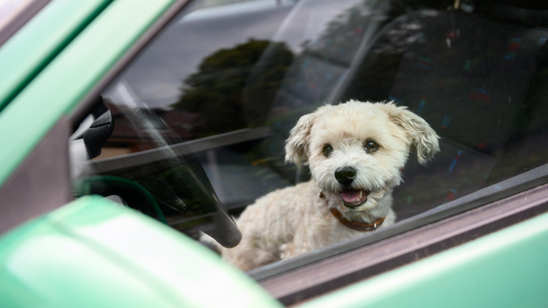 Hunde und andere Haustiere dürfen bei hohen Außentemperaturen niemals in verschlossenen Autos zurückgelassen werden. (Symbolfoto)
