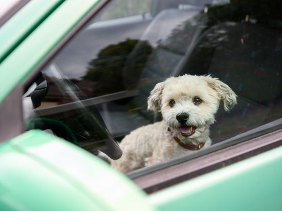 Ein absolutes Tabu: Hunde und andere Haustiere dürfen bei hohen Außentemperaturen niemals in verschlossenen Autos zurückgelassen werden. Es reicht auch nicht, die Fensterscheibe ein Stück weit hinunterzulassen. 