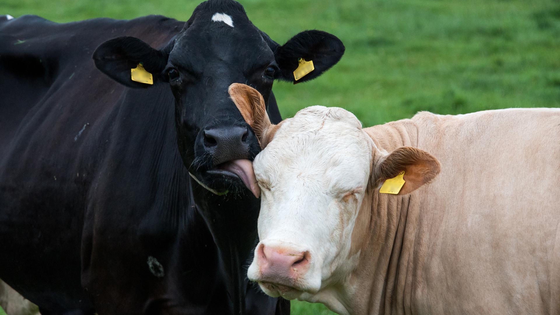 Eine Milchkuh schleckt einer anderen Kuh auf einer Weide über das Gesicht. +++ dpa-Bildfunk +++