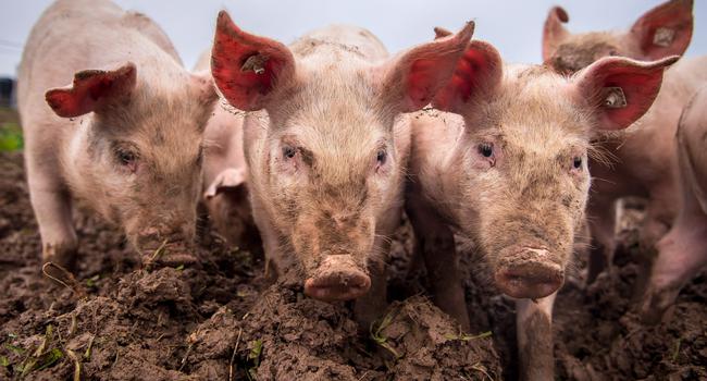 Schweine in Auslaufhaltung stehen unter freiem Himmel. Die für Tiere gefährliche Afrikanische Schweinepest rückt immer näher an Niedersachsen heran. (zu dpa «Afrikanische Schweinepest kommt näher - Landwirte besorgt») +++ dpa-Bildfunk +++
