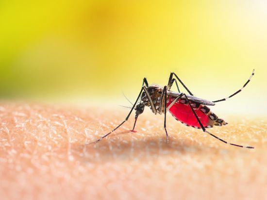Übertragen werden die Malaria-Viren durch die nachts und in der Dämmerung aktive Anopheles-Mücke. 