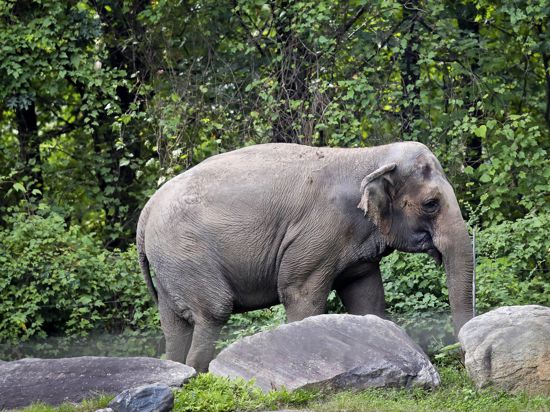 Bleibt alleine: Der New Yorker Zoo-Elefant Happy ist nach Ansicht eines US-Gerichtes keine „Person“ im rechtlichen Sinne und darf deswegen auch nicht aus seiner Gefangenschaft befreit werden. 