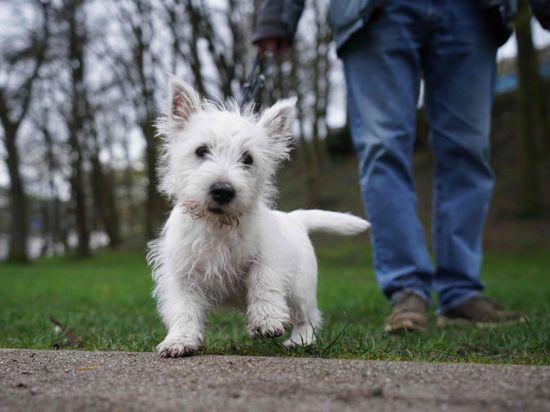Der Welpe „Matteo“, ein West Highland White Terrier, steht in einem Park im Hamburger Stadtteil St. Pauli. 