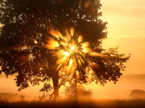 Hinter einem Baum geht im Morgennebel die Sonne auf. 