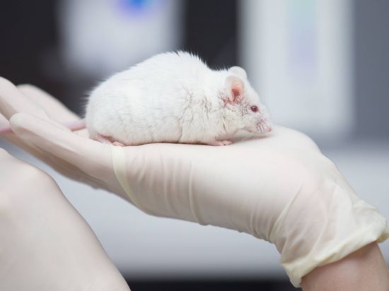 ARCHIV - ILLUSTRATION - 24.11.2017: Eine wissenschaftliche Mitarbeiterin einer tierexperimentellen Forschungseinrichtung hat eine Maus in der Hand. (zu dpa «Weit verbreiteter Tierversuch wird gestrichen» vom 23.04.2018) Foto: Friso Gentsch/dpa +++(c) dpa - Bildfunk+++ | Verwendung weltweit
