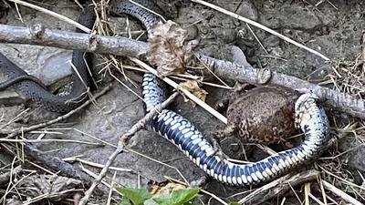 Todeskampf am See: Auf dem Bild einer BNN-Leserin ist eine Schlange zu sehen, die eine Erdkröte verschlingen will.