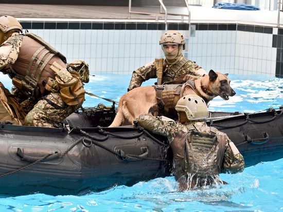 Große Überwindung: Die Kampfhunde beim KSK sind sowohl für Zugriffe als auch für das Aufspüren von Sprengstoff trainiert. Besonders fordernd sind für die Tiere Übungen im Wasser, die mit einem Sprung in fünf Meter Tiefe beginnen.
