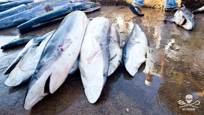 Bis zu 273 Millionen Haie werden jährlich in den Weltmeeren getötet. Eine EU-weite Bürgerinitiative will das unterbinden.