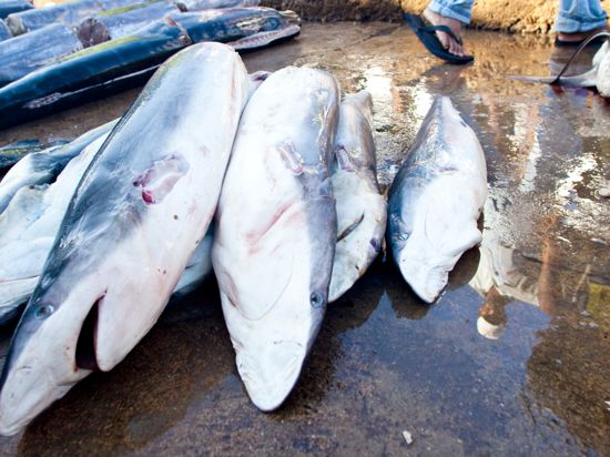 Bis zu 273 Millionen Haie werden jährlich in den Weltmeeren getötet. Eine EU-weite Bürgerinitiative will das unterbinden.