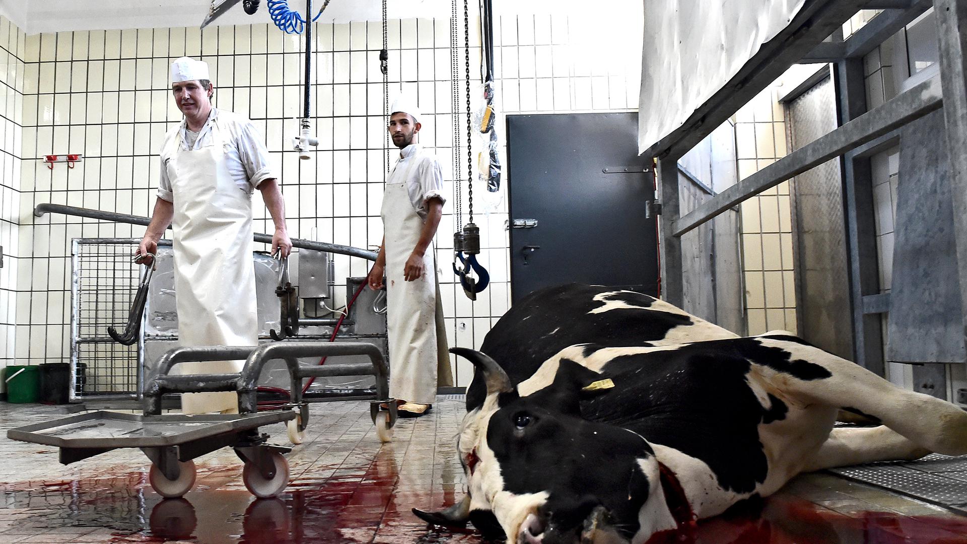 Im eigenen Blut: Auch die Rinder sterben durch einen Stich in den Hals und bluten aus.