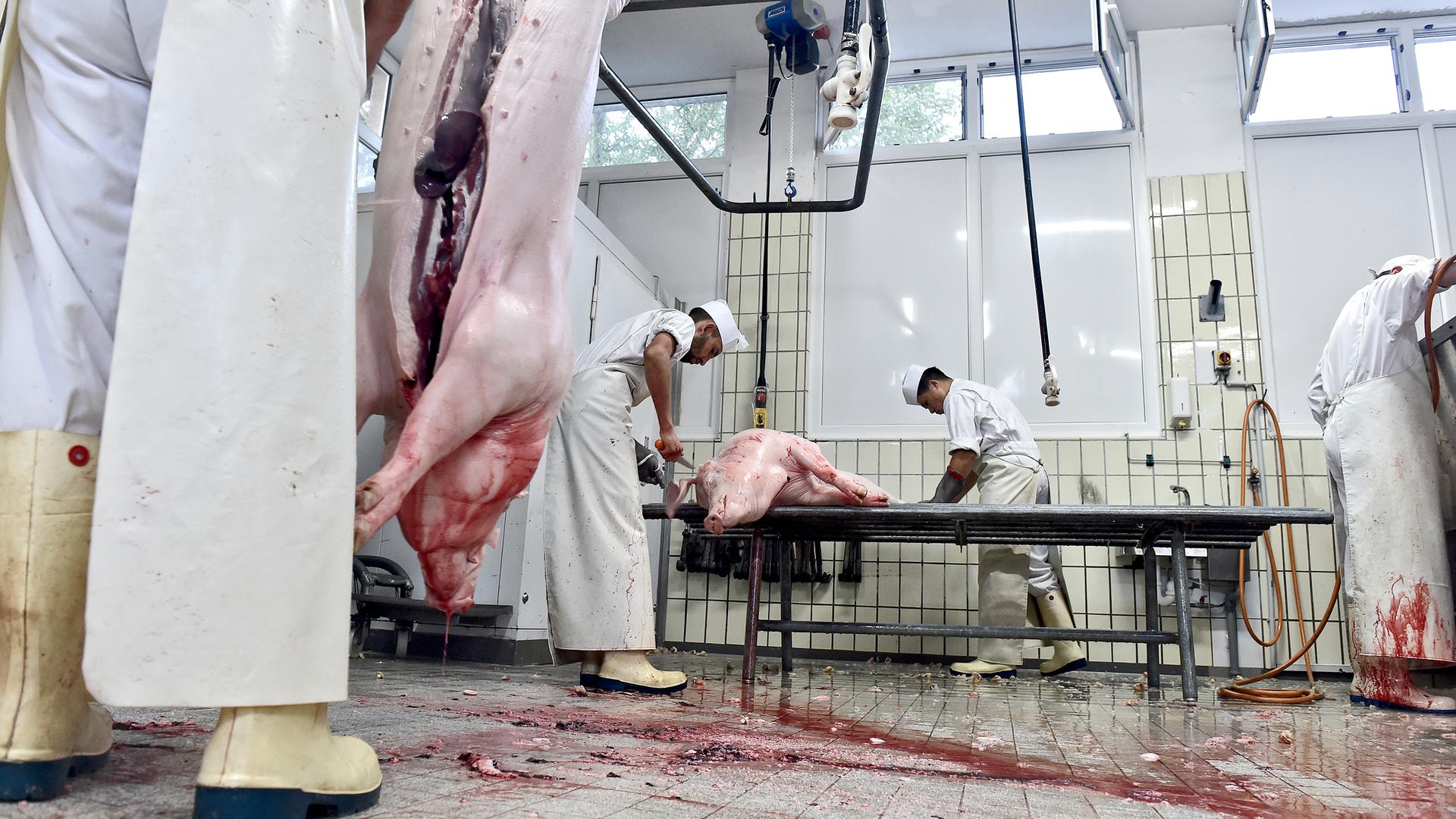 Fließbandarbeit: Bis zu 14 Schweine schlachten die Metzger in Nöttingen an einem Morgen. Kein Vergleich zu den 2,1 Millionen Schweinen, die Müller-Fleisch im Jahr schlachtet.
