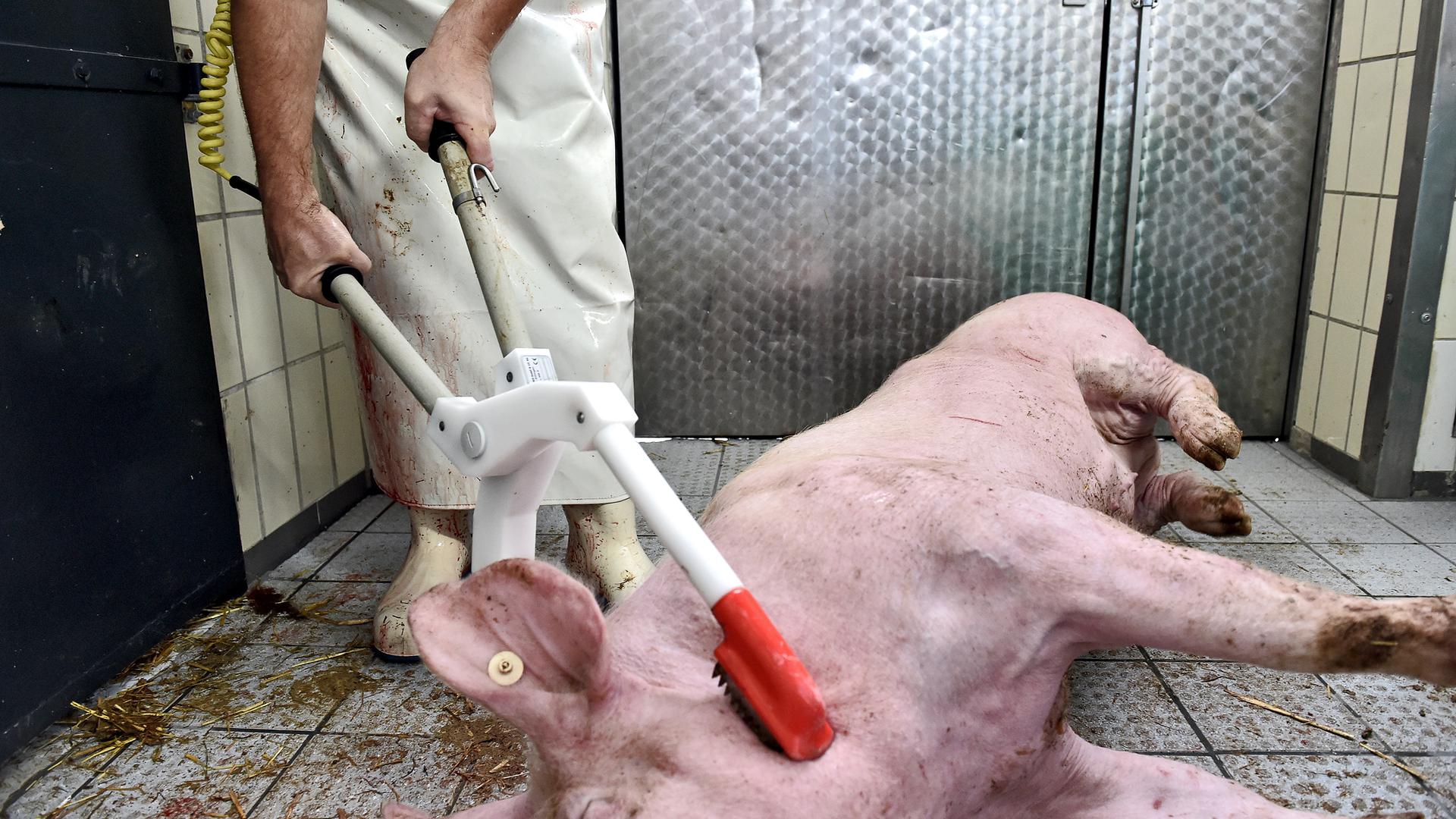 Elektro-Schock: Rund zwei Ampere für mindestens vier Sekunden, so werden die Schweine betäubt.