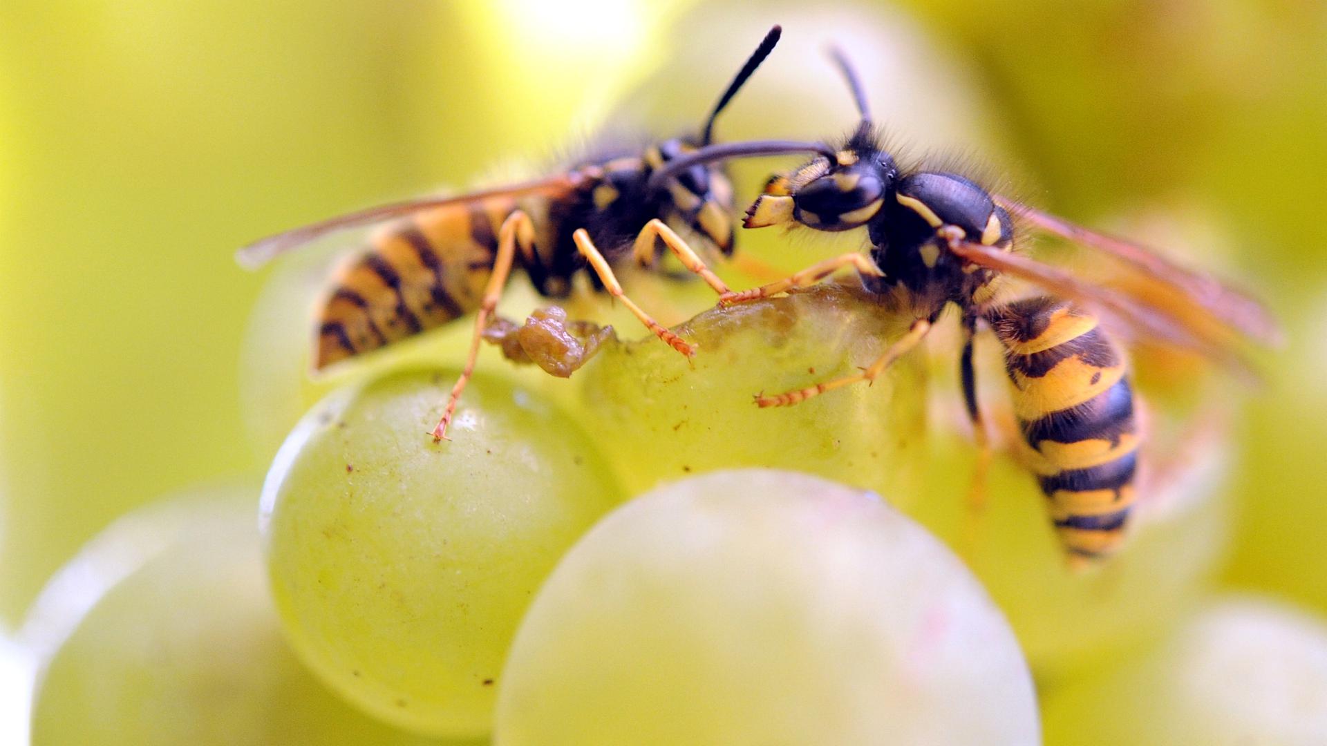 Zwei Wespen sitzen auf einer Weintraube und knabbern an ihr.