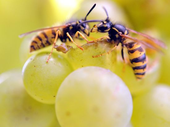 Zwei Wespen sitzen auf einer Weintraube und knabbern an ihr.
