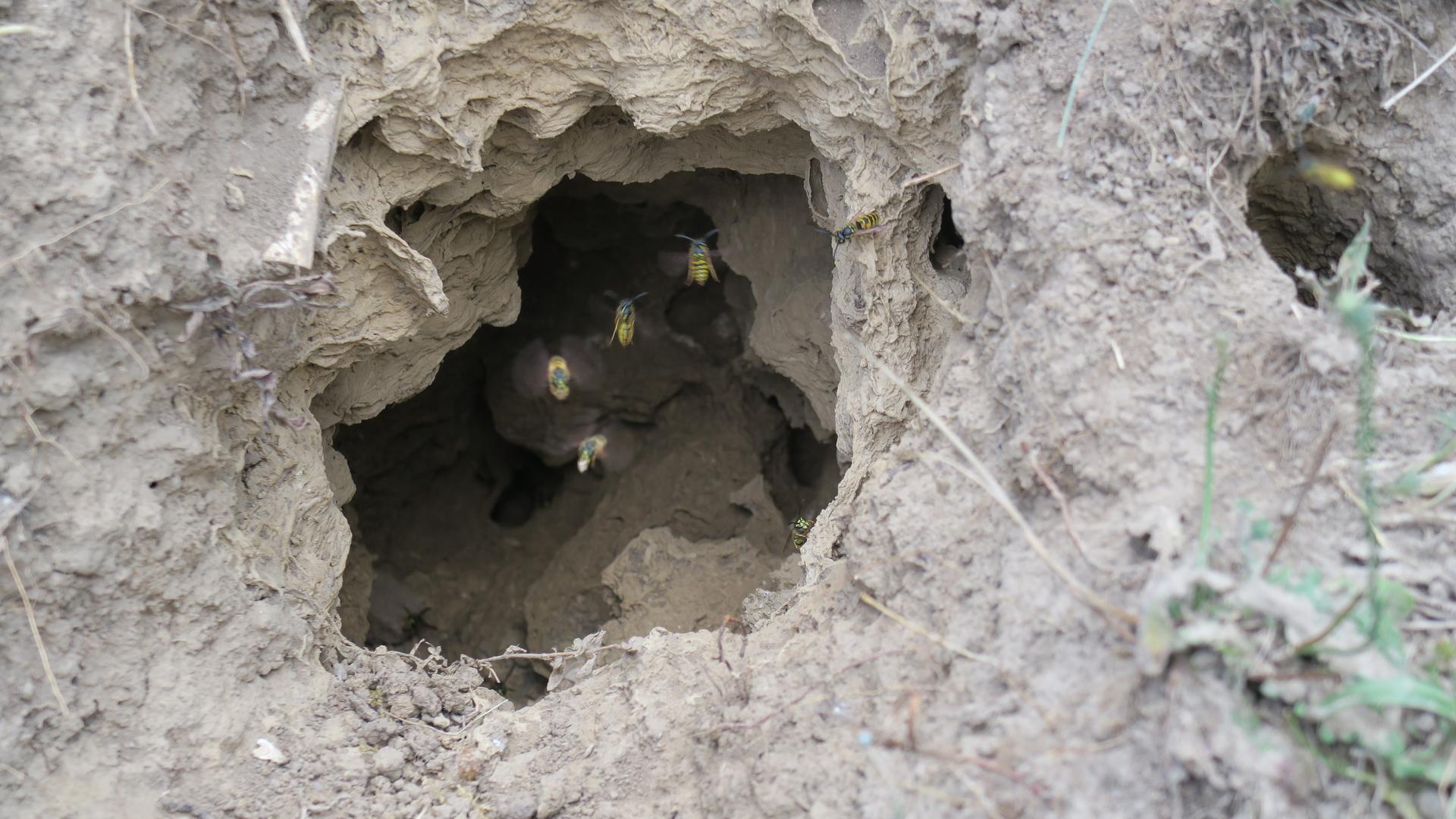 Mehrere Wespen fliegen in ein Nest, das sich in einem Erdloch befindet.