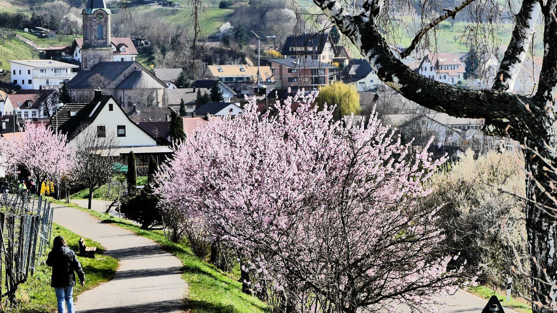 Es blüht: In der Region, wie hier im Bühler Stadtteil Altschweier, bricht der Frühling in der Natur aus.