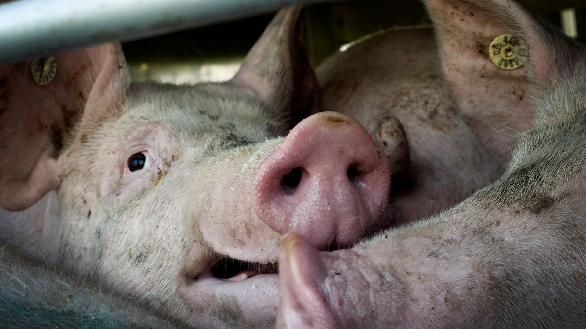 Bundeslandwirtschaftsministerin Julia Klöckner wirbt für eine Tierwohlabgabe und will verstärkt gegen Dumping-Preise beim Fleisch vorgehen. Die Grünen fordern Tempo.