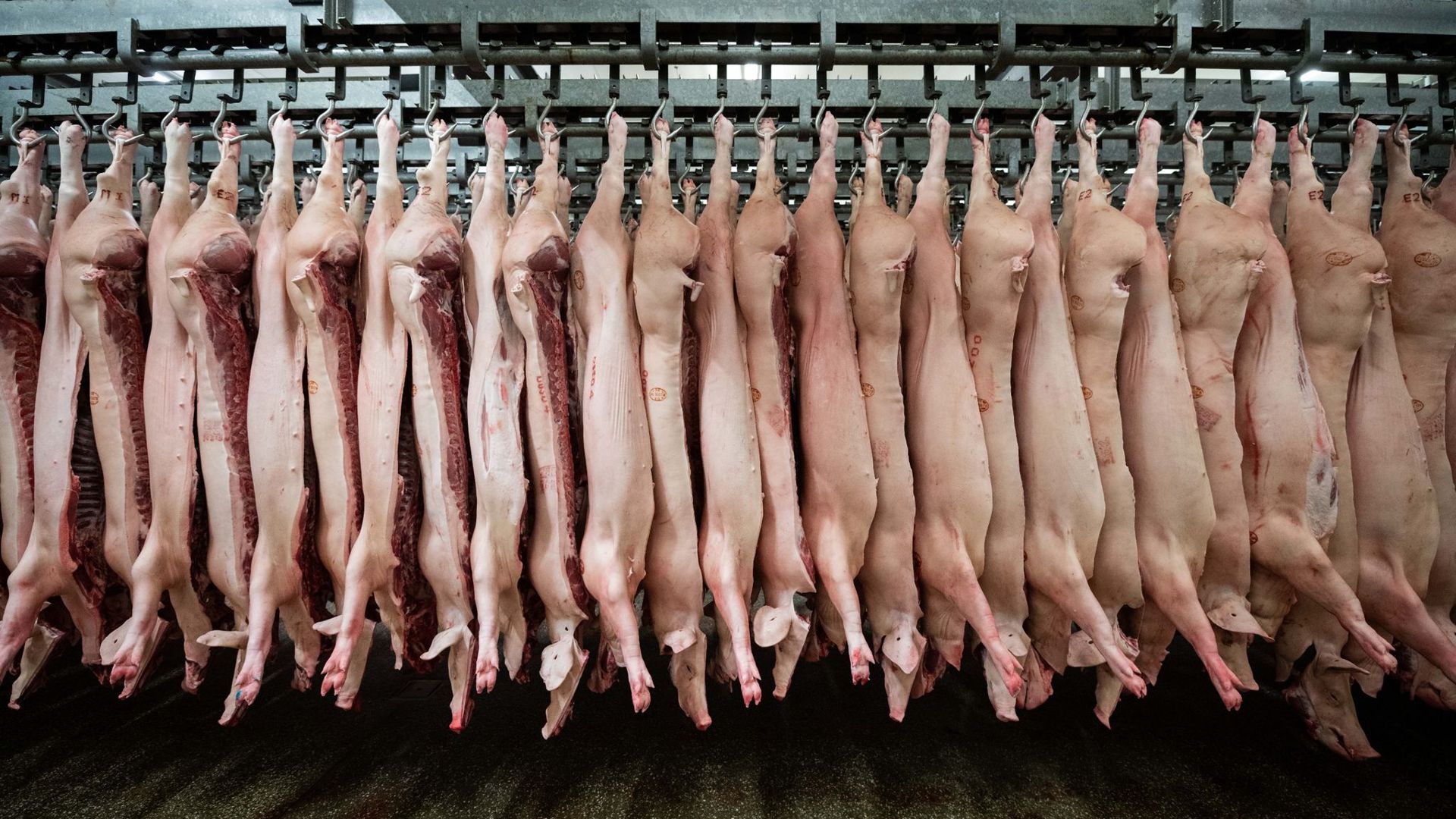 Halbierte Schweine hängen in einem Schlachthof. Die Fleischindustrie in NRW muss Beschäftigte künftig zwei Mal pro Woche testen lassen.