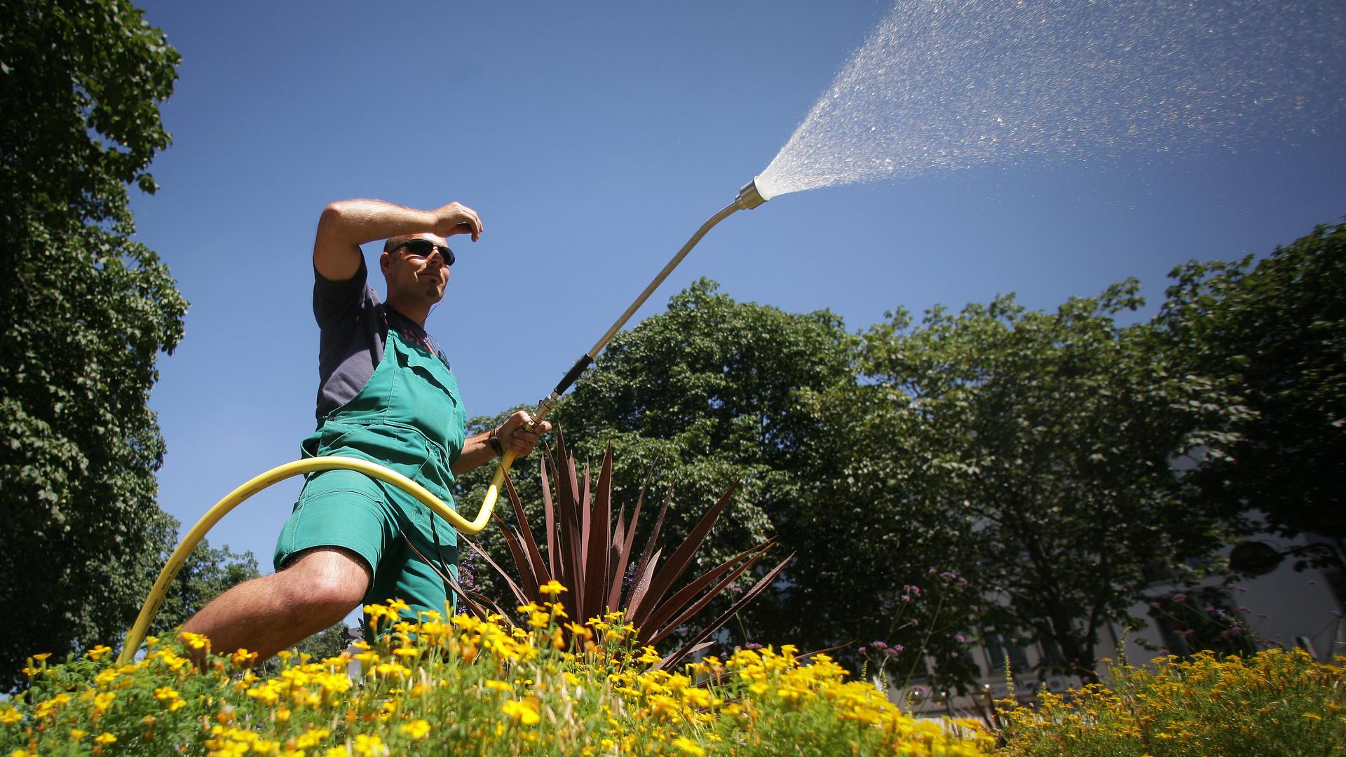  Der Garten- und Landschaftsbauer Salvatore gießt ein Blumenbeet. 