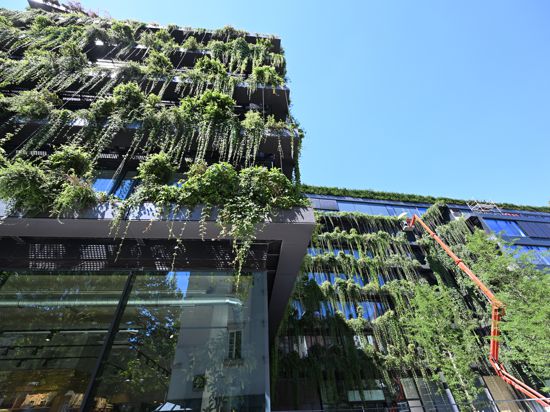 Es grünt so grün. Das Foto zeigt einen Neubau mit einer komplett begrünten Fassade in der Innenstadt in Stuttgart. In rund 2.000 Gefäßen mit verschiedenen Grünpflanzen wurde die Fassade umhüllt. Ein Branchenverband appelliert an die Wirtschaft, solchen Beispielen zu folgen.